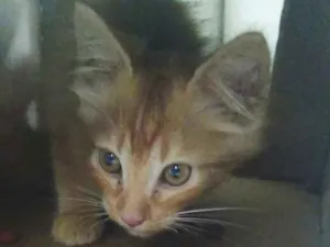 Gato raça Gato Amarelo tipo Garfild idade Abaixo de 2 meses nome Joaquim