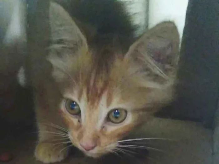 Gato ra a Gato Amarelo tipo Garfild idade Abaixo de 2 meses nome Joaquim