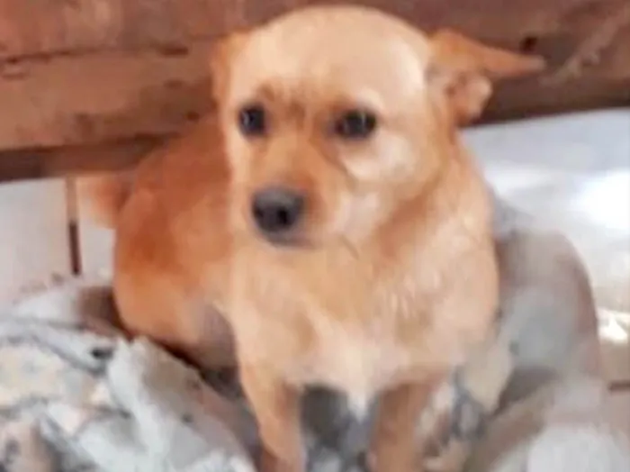 Cachorro ra a Srd com terrier idade 1 ano nome Lessie Linda e fofa 