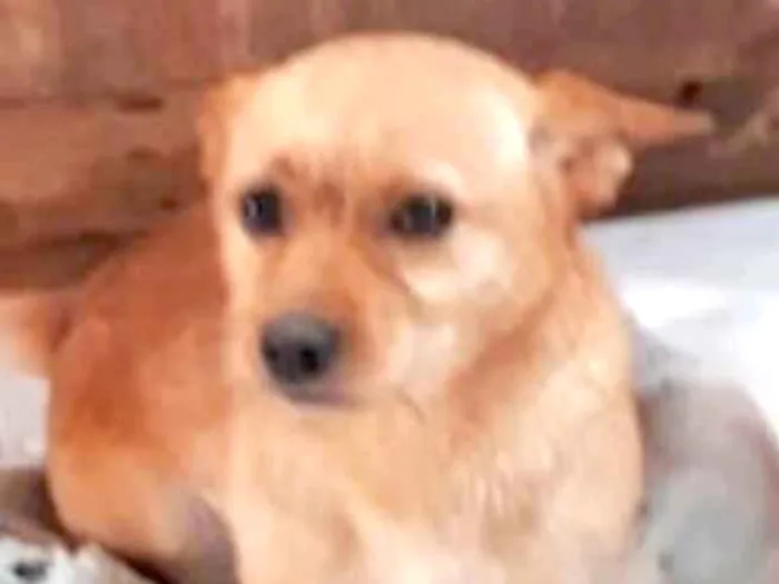 Cachorro ra a Srd com terrier idade 1 ano nome Lessie Linda e fofa 