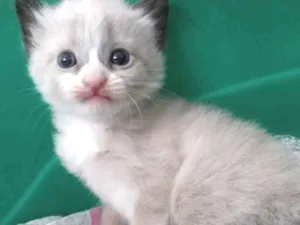 Gato raça  idade 2 a 6 meses nome Sem nome
