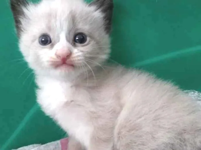 Gato ra a  idade 2 a 6 meses nome Sem nome