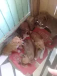 5 irmãos 