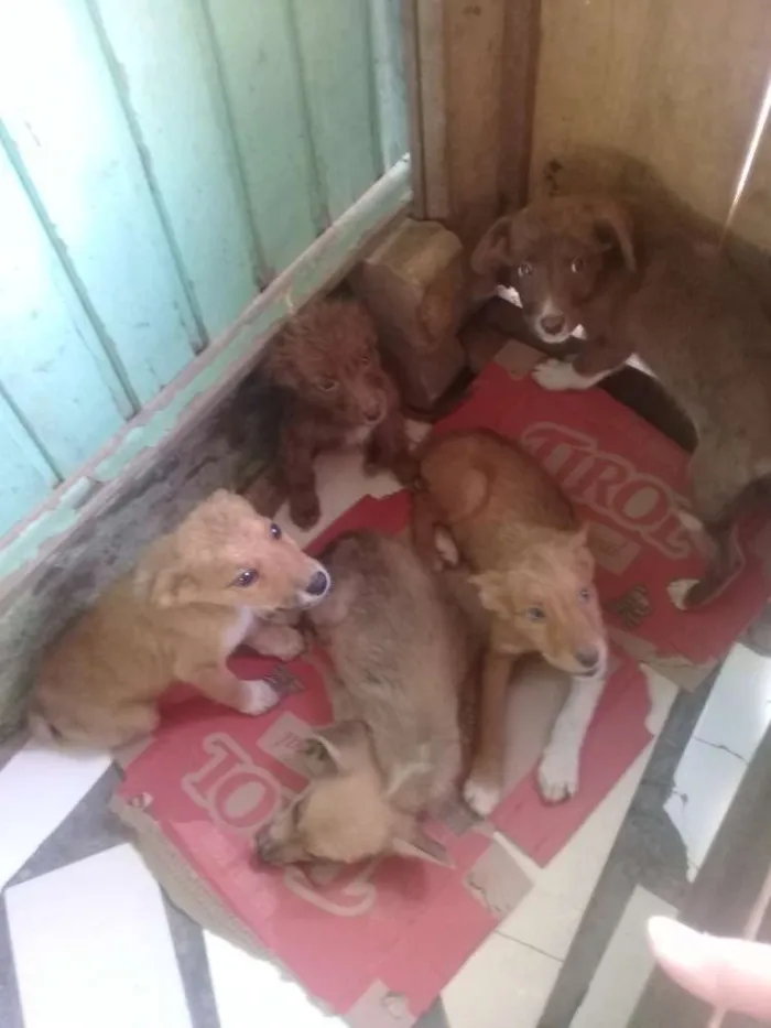 Cachorro ra a  idade 2 a 6 meses nome 5 irmãos 