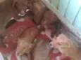 5 irmãos 