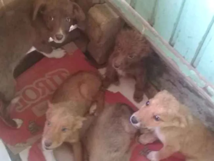 Cachorro ra a  idade 2 a 6 meses nome 5 irmãos 