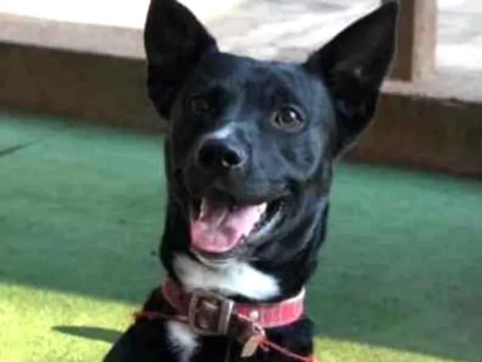 Cachorro ra a SRD idade 2 anos nome Spike