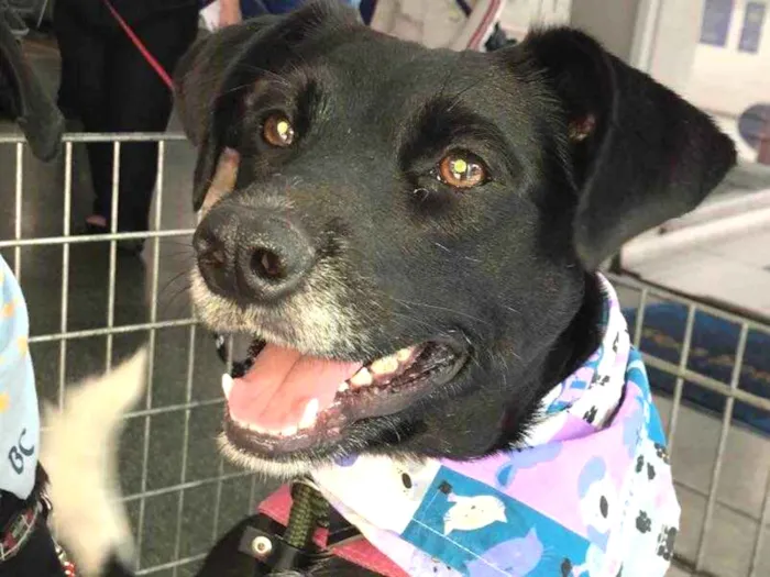 Cachorro ra a SRD  idade 3 anos nome Estela
