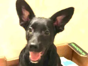 Cachorro raça SRD idade 7 a 11 meses nome Juca