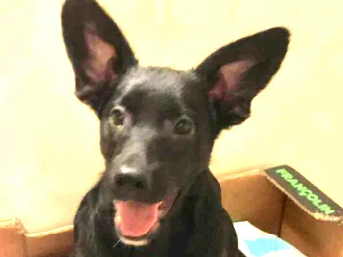 Cachorro raça SRD idade 7 a 11 meses nome Juca