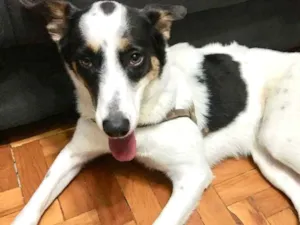 Cachorro raça SRD idade 1 ano nome Tutti
