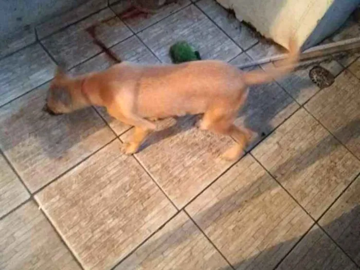 Cachorro ra a Lavrador idade 2 a 6 meses nome Zeus