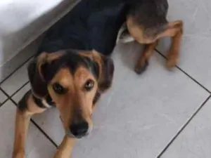 Cachorro raça Mestiço idade 7 a 11 meses nome Stark 