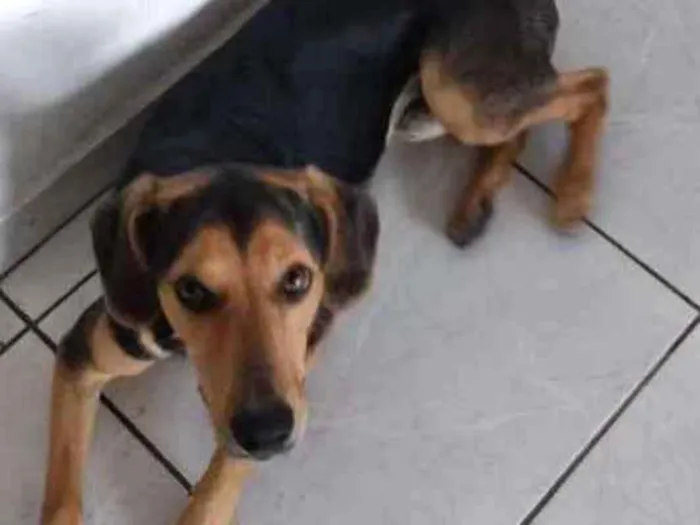 Cachorro ra a Mestiço idade 7 a 11 meses nome Stark 