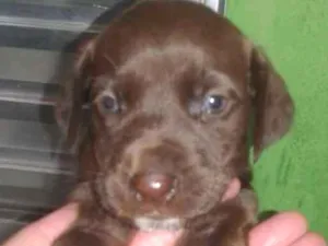 Cachorro raça srd idade 2 a 6 meses nome recem nascidos