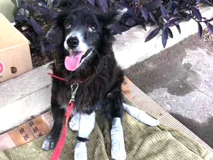 Cachorro ra a SRD idade 6 ou mais anos nome Pneu (Castrado)
