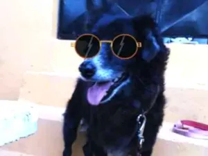Cachorro raça SRD idade 6 ou mais anos nome Pneu (Castrado)
