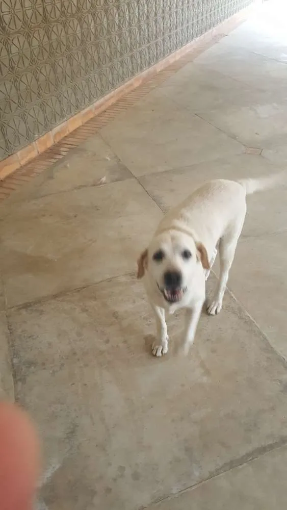 Cachorro raça Labrador idade 6 ou mais anos nome Lessy