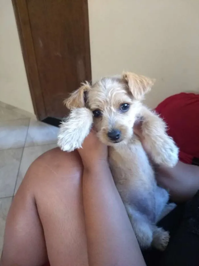 Cachorro raça Poodle com pinscher idade Abaixo de 2 meses nome Kessie