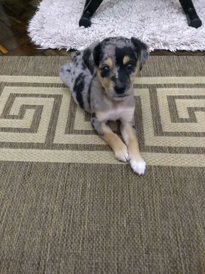 Cachorro ra a Indefinida idade 2 a 6 meses nome Zrze