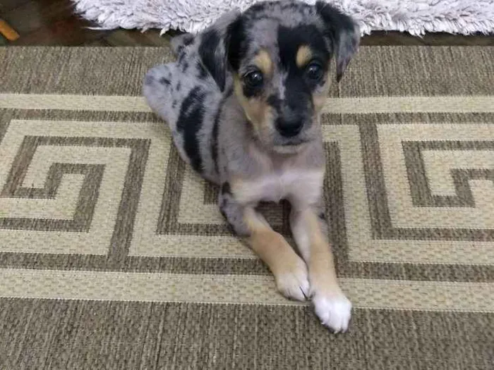 Cachorro ra a Indefinida idade 2 a 6 meses nome Zrze