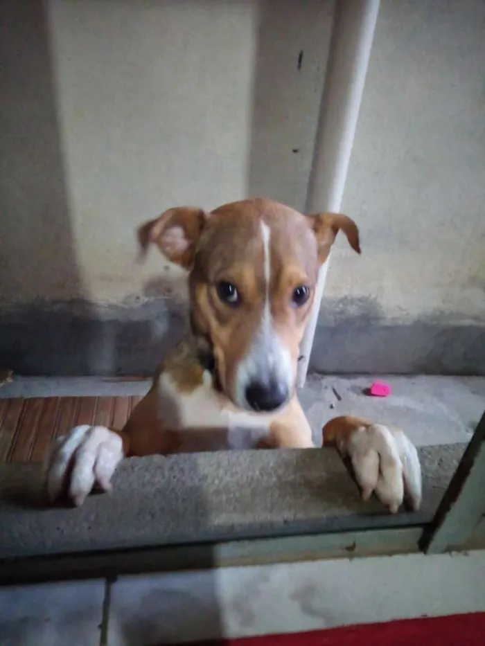 Cachorro ra a  idade 1 ano nome Boby