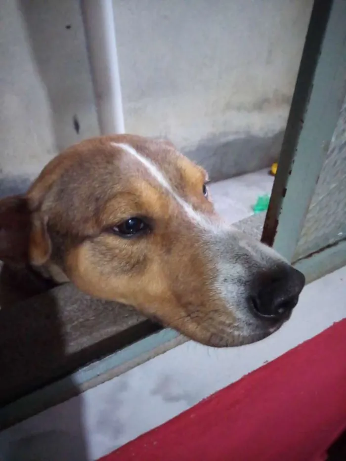 Cachorro ra a  idade 1 ano nome Boby