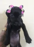 Bebês