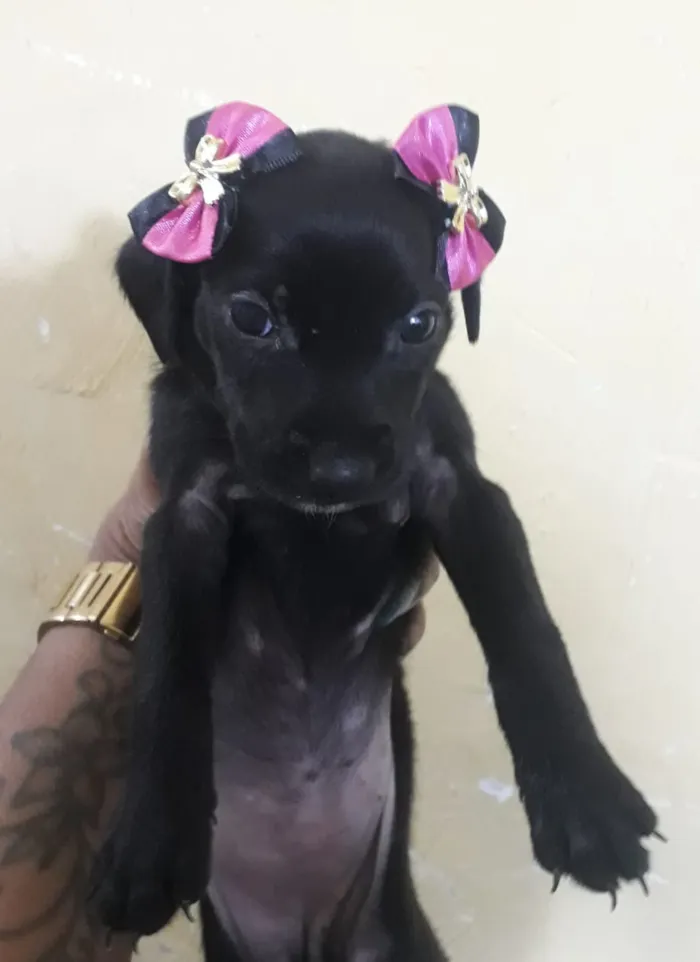 Cachorro raça Vira lata idade 2 a 6 meses nome Bebês