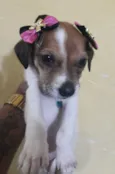 Bebês