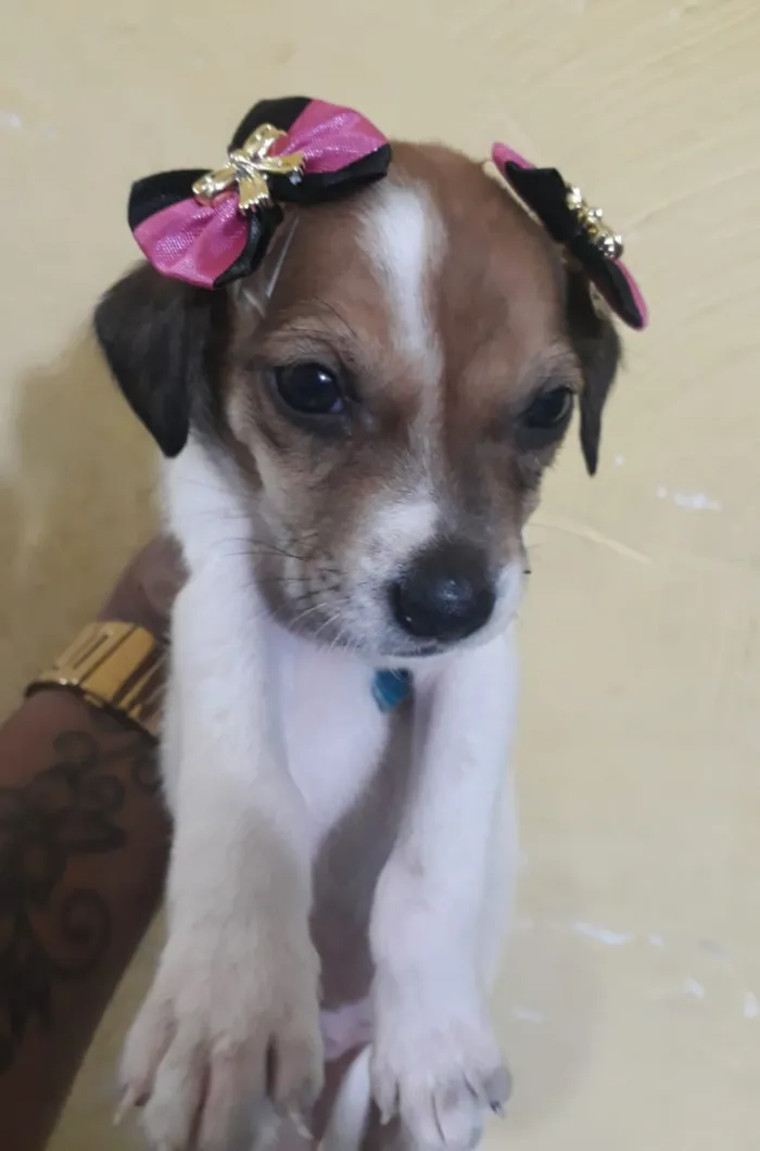 Cachorro raça Vira lata idade 2 a 6 meses nome Bebês