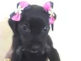 Bebês