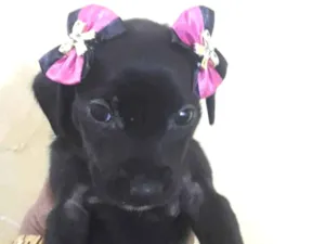 Cachorro raça Vira lata idade 2 a 6 meses nome Bebês