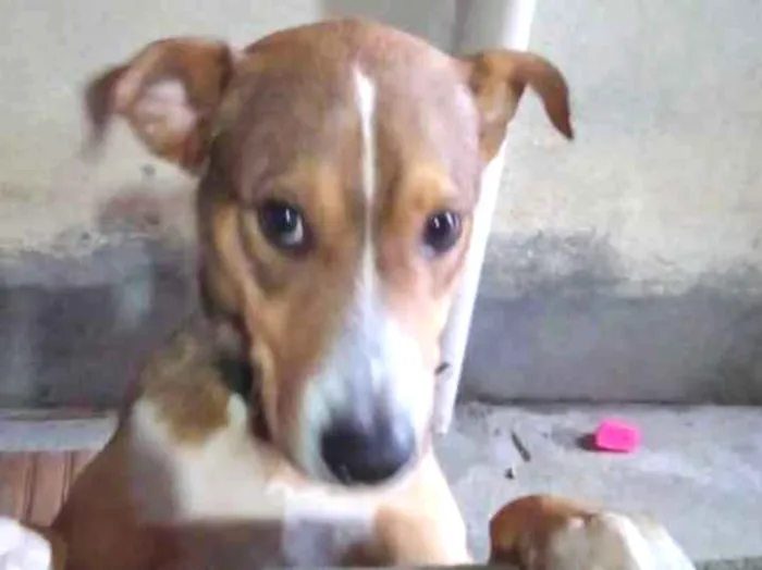 Cachorro ra a  idade 1 ano nome Boby