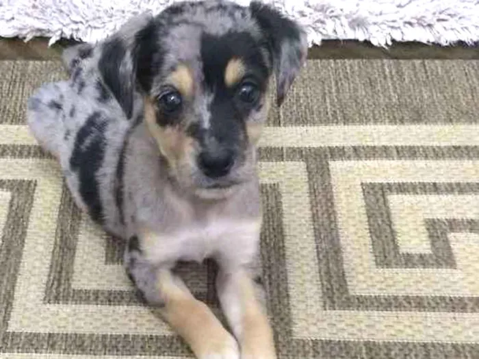 Cachorro ra a Indefinida idade 2 a 6 meses nome Zrze