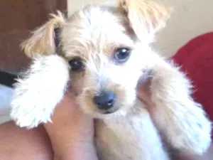 Cachorro raça Poodle com pinscher idade Abaixo de 2 meses nome Kessie
