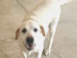 Cachorro raça Labrador idade 6 ou mais anos nome Lessy