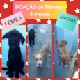 Juninho e Arrepiada