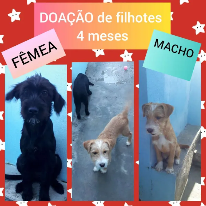 Cachorro ra a Poodle com Vira Lata idade 2 a 6 meses nome Juninho e Arrepiada