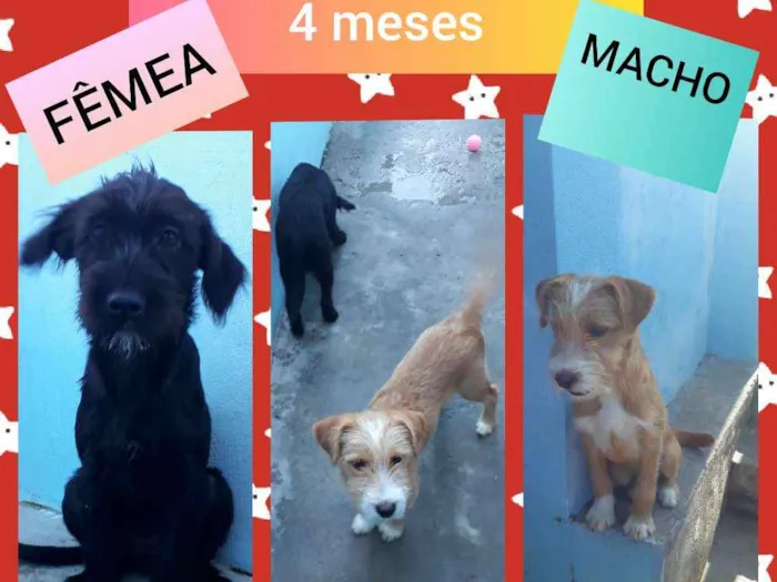 Cachorro ra a Poodle com Vira Lata idade 2 a 6 meses nome Juninho e Arrepiada