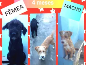 Cachorro raça Poodle com Vira Lata idade 2 a 6 meses nome Juninho e Arrepiada
