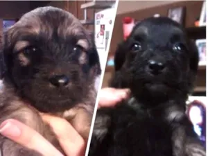 Cachorro raça indefinida idade Abaixo de 2 meses nome filhotes