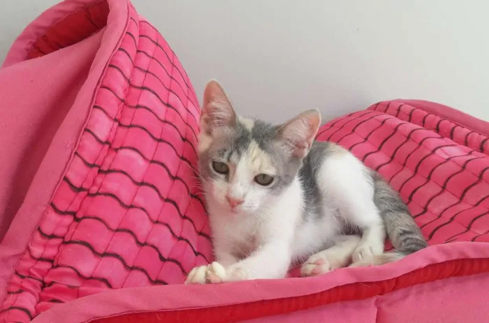 Gato ra a Srd idade 2 a 6 meses nome Hope