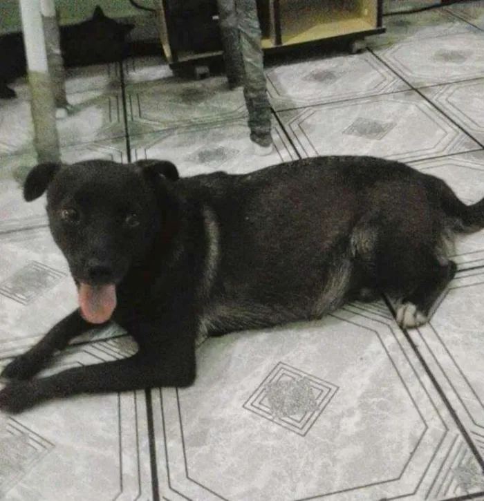 Cachorro ra a  idade 6 ou mais anos nome Neguinha
