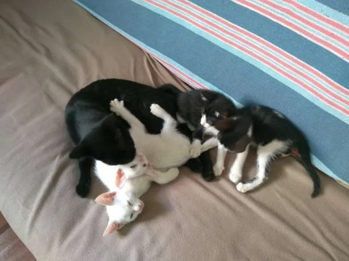 Gato raça SPD idade 2 a 6 meses nome ...