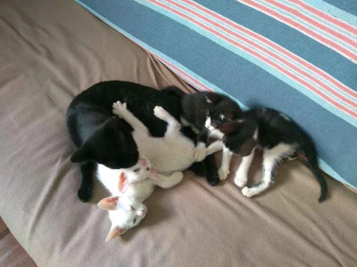 Gato raça SPD idade 2 a 6 meses nome ...