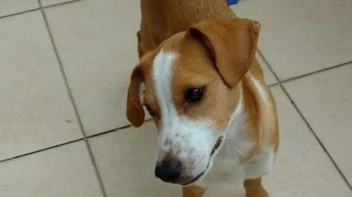 Cachorro ra a Srd idade 7 a 11 meses nome Tom