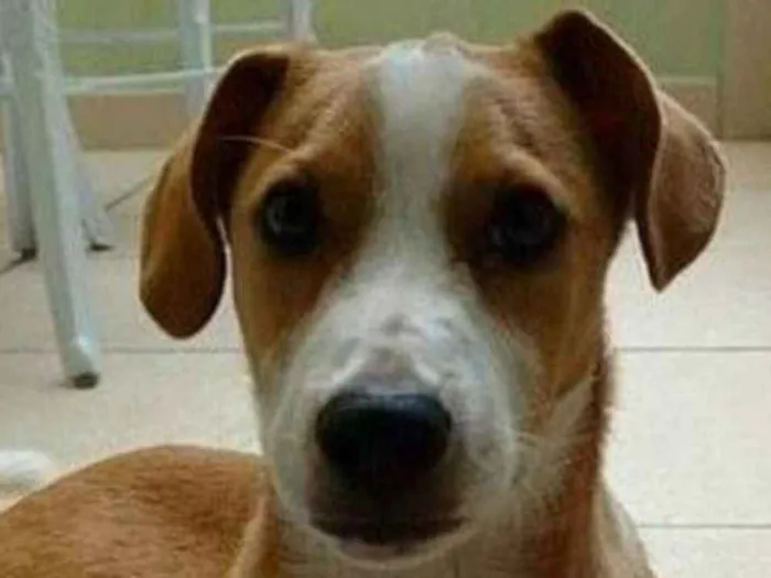 Cachorro ra a Srd idade 7 a 11 meses nome Tom