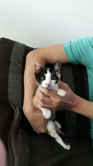 Gato raça viralata idade Abaixo de 2 meses nome nina