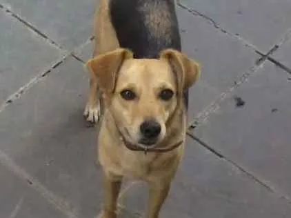 Cachorro ra a Vira lata  idade 2 anos nome Dora